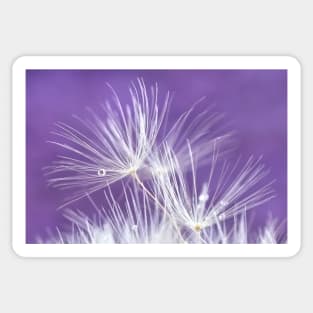 Dandelion Sticker